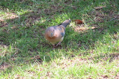 Streptopelia senegalensis senegalensis