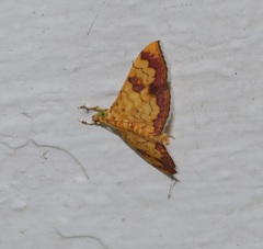 Isocentris filalis