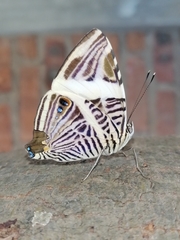 Colobura dirce dirce