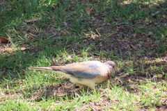 Streptopelia senegalensis senegalensis