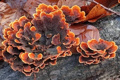 Stereum insignitum
