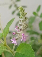Aloysia macrostachya
