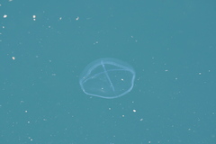 Staurostoma mertensii