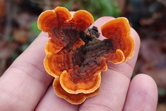 Stereum insignitum