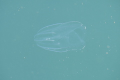 Bolinopsis infundibulum