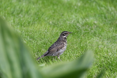 Turdus iliacus coburni