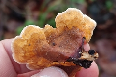 Stereum insignitum