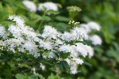 Spiraea flexuosa