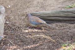 Streptopelia senegalensis senegalensis