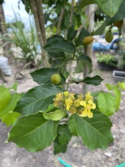Bunchosia glandulifera