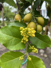 Bunchosia glandulifera