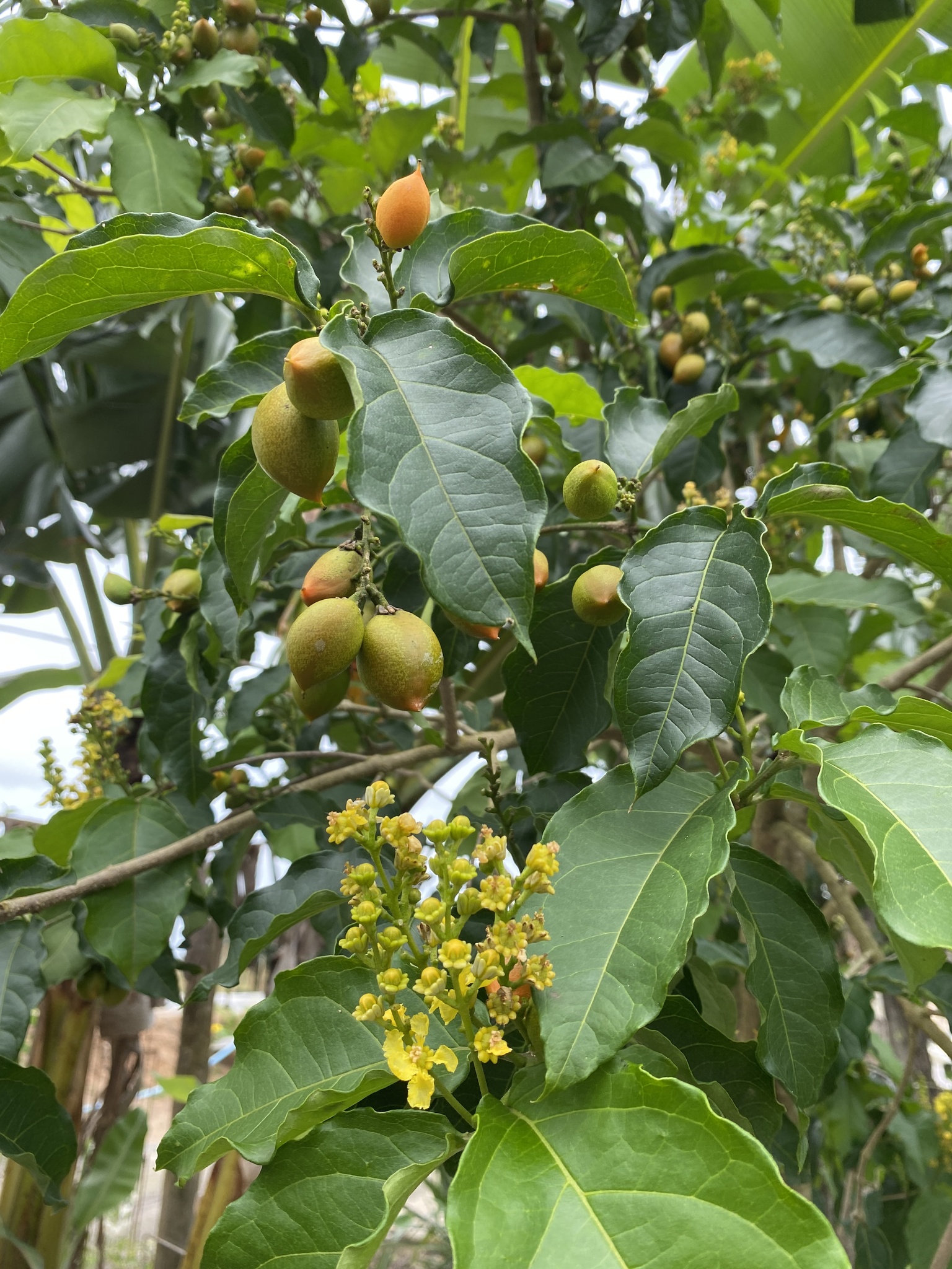 Imagem de Caferana