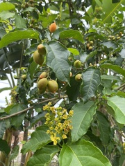 Bunchosia glandulifera