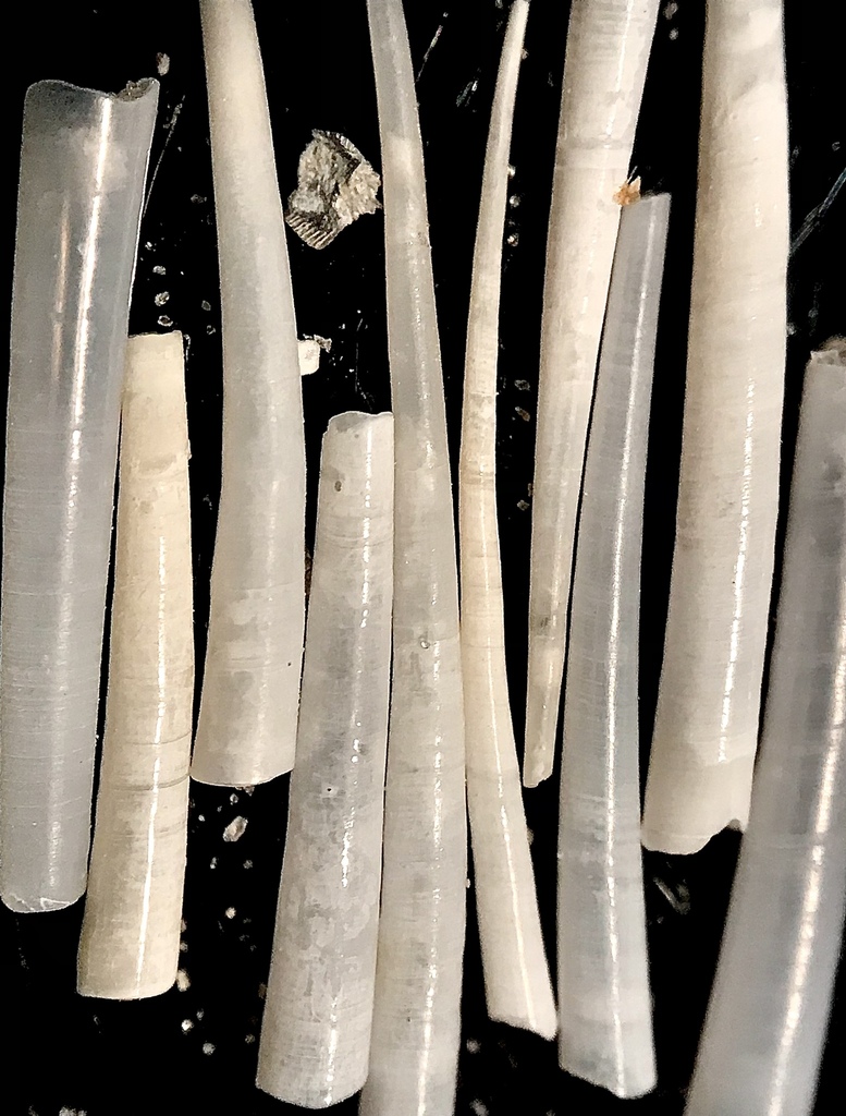 ivory tuskshell