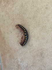 Asiomorpha coarctata