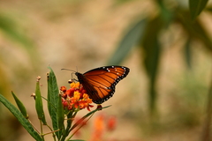 Danaus eresimus montezuma