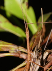 Sipyloidea larryi