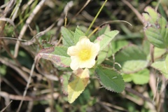 Sida ulmifolia