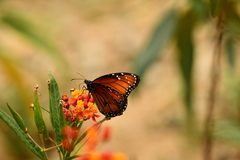 Danaus eresimus montezuma