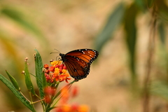 Danaus eresimus montezuma
