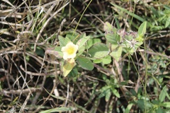 Sida ulmifolia
