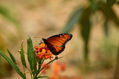 Danaus eresimus montezuma