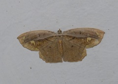 Pareumelea eugeniata