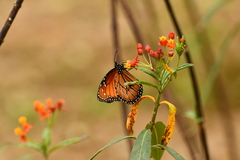 Danaus eresimus montezuma
