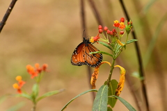 Danaus eresimus montezuma