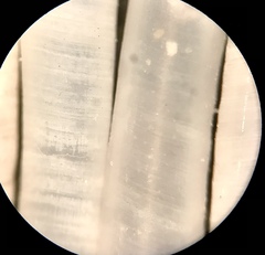 Graptacme eborea