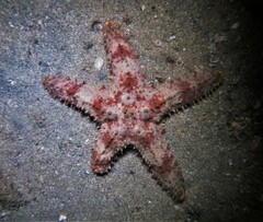 Asteropsis carinifera