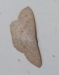 Perixera punctata