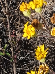 Heterotheca inuloides