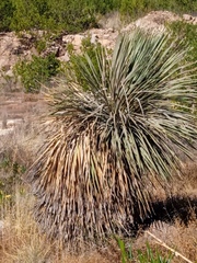 Dasylirion acrotrichum