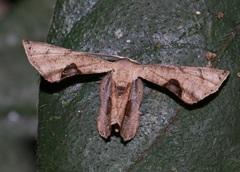 Phazaca leucocera