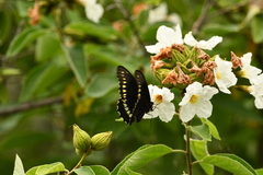 Battus polydamas polydamas