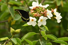 Battus polydamas polydamas