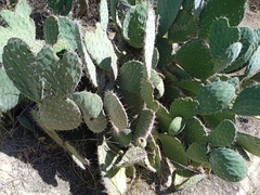 Opuntia lasiacantha
