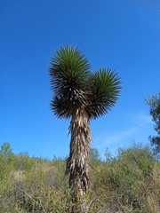 Yucca carnerosana