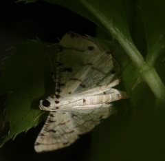 Pycnarmon cribrata
