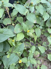 Calyptocarpus vialis