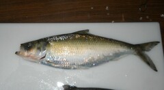 Alosa chrysochloris