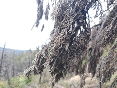 Cupressus abramsiana