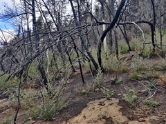 Cupressus abramsiana