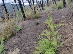 Cupressus abramsiana