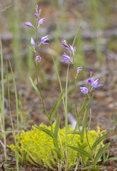 Cephalanthera rubra