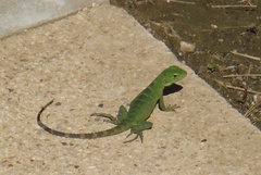 Ctenosaura hemilopha