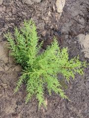 Cupressus abramsiana