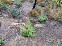 Cupressus abramsiana