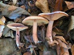 Lactarius mutabilis